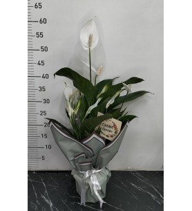 Saksı da Süslü Spatifilyum Çiçeği
